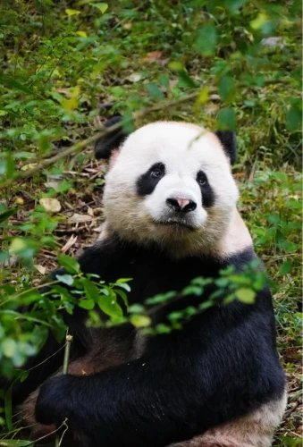 Panda wu yang 3