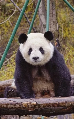 Panda wu yang 4