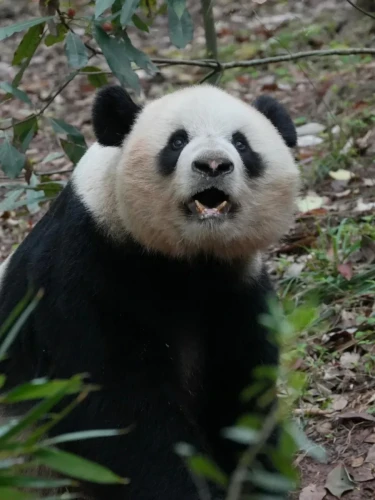 Panda wu yang 5