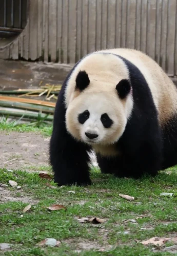 Panda Xi Dou 1