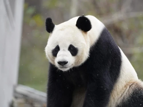 Panda Xi Dou 5