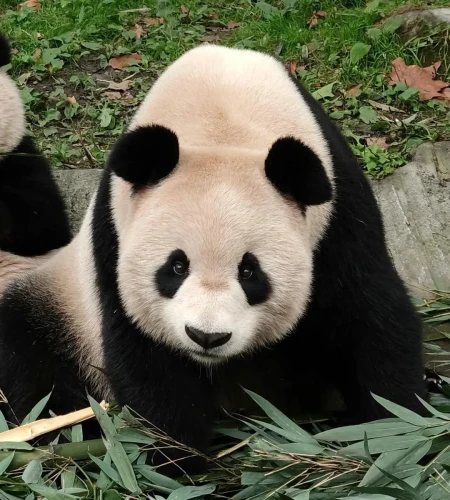 Panda Xi Mei 1