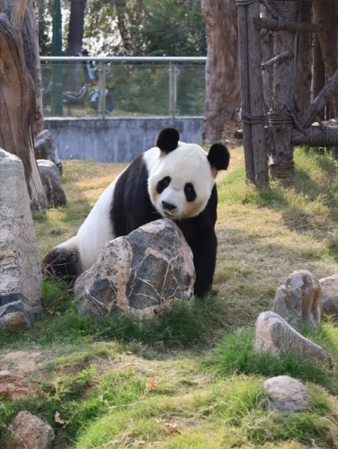 Panda Xi Wang 12