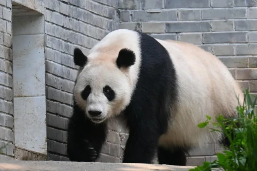 Panda Xi Xi 1998 1
