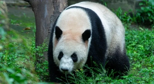 Panda Xi Xi 7