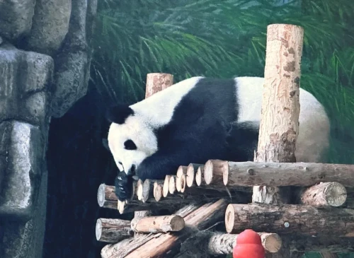 Panda Xi Xi 8
