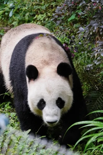 Panda Xiang Ge 3