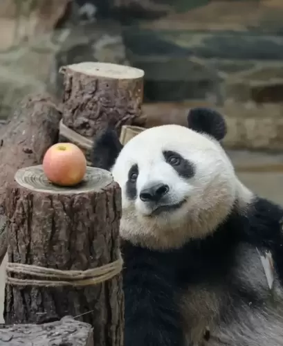 Panda Xiang Guo 11