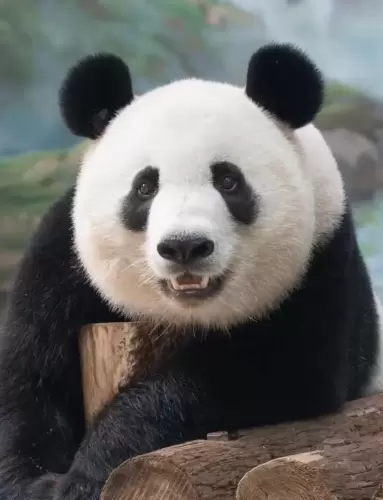 Panda Xiang Guo 12
