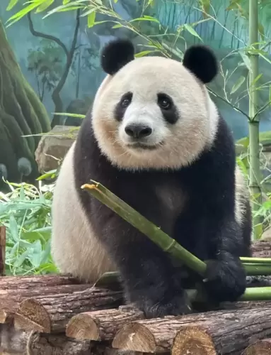Panda Xiang Guo 19