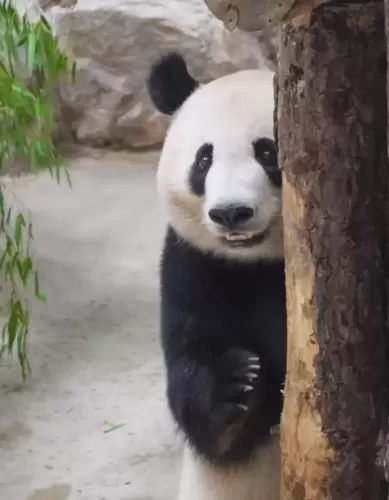 Panda Xiang Guo 20