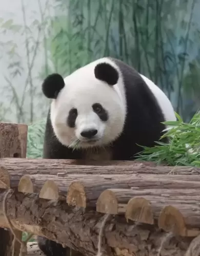 Panda Xiang Guo 3