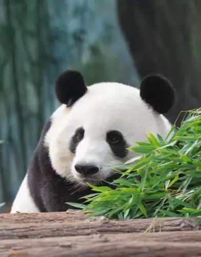 Panda Xiang Guo 4