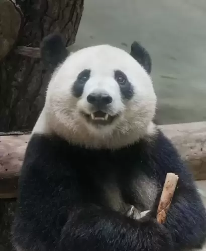 Panda Xiang Guo 5