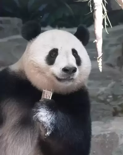 Panda Xiang Guo 6