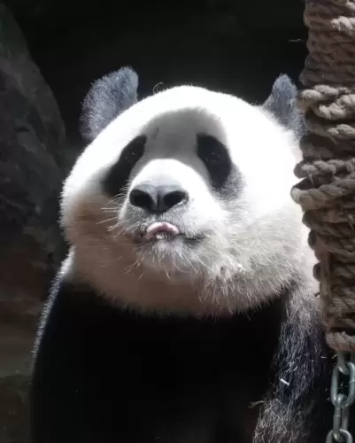 Panda Xiang Guo 7