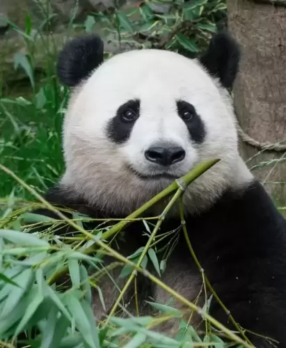 Panda Xiang Guo 8