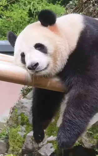 Panda Xiang Guo 9