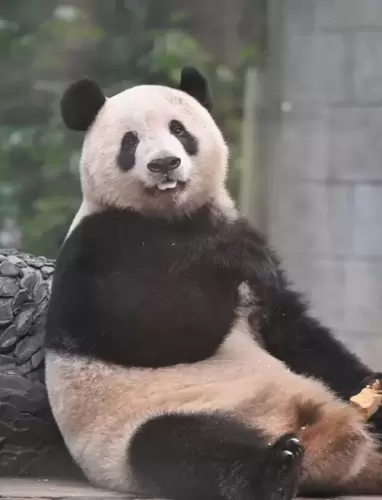 Panda Xiang Xiang 14