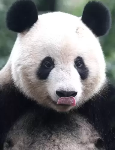Panda Xiang Xiang 2