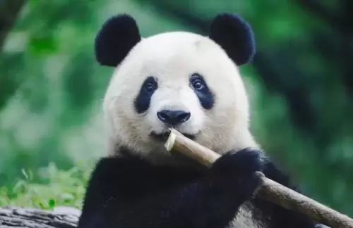 Panda Xiang Xiang 20