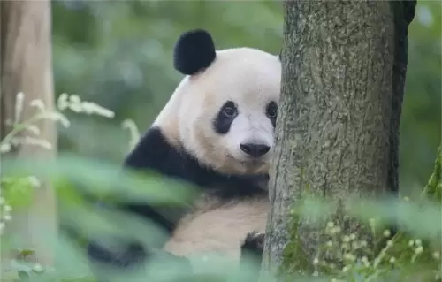 Panda Xiang Xiang 7
