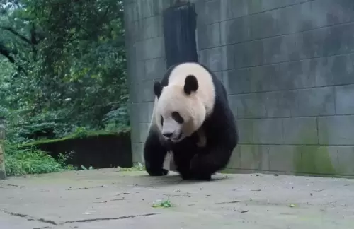 Panda Xiang Xiang 8