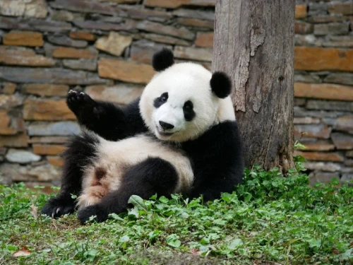 Panda Xiao Bai Tu 2
