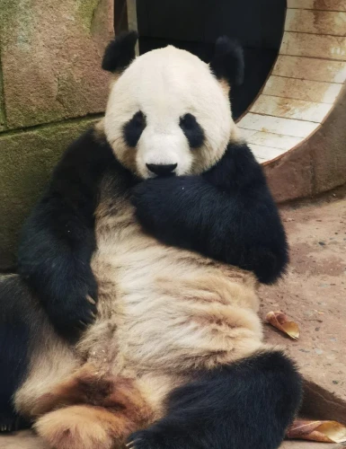 Panda Xiao Bai Tu 4