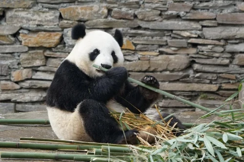 Panda Xiao Bai Tu 6