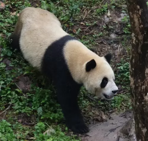 Panda Xiao Jiang 1