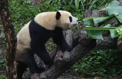 Panda Xiao Jiang 3
