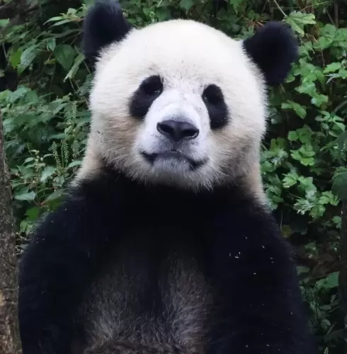 Panda Xiao Jiang 7