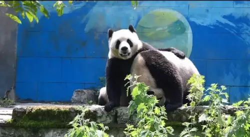 Panda Xiao Jiang 8