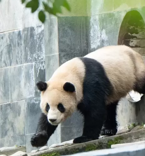 Panda Xiao Jiang 9