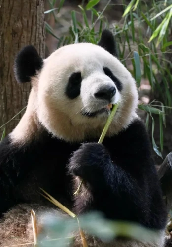 Panda Xiao Ni 1