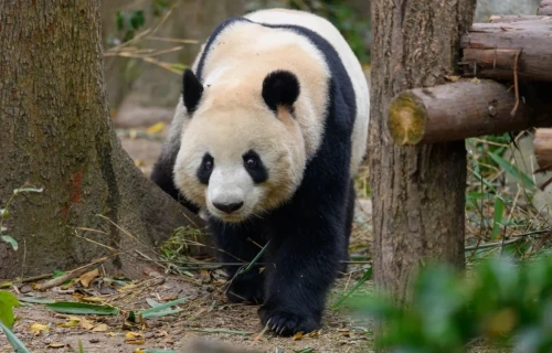 Panda Xiao Ni 3