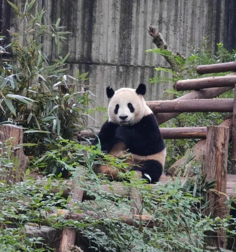 Panda Xiao Ni 7
