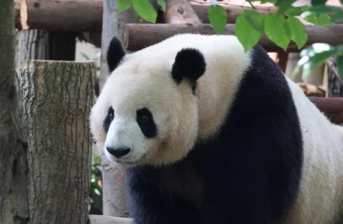 Panda Xiao Ni 8
