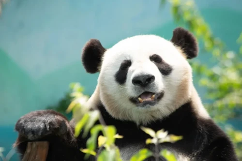 Panda Xiao Qiao 1