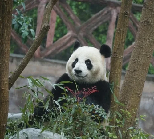 Panda Xiao Qiao 3