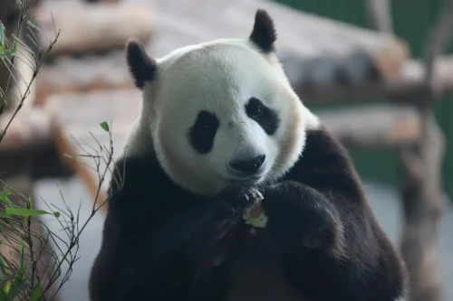 Panda Xiao Qiao 4