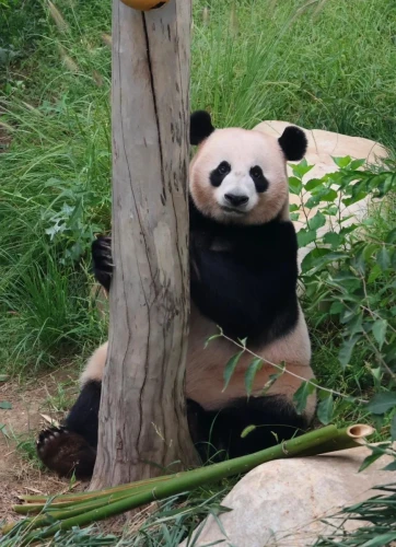 Panda Xiao Qiao 5