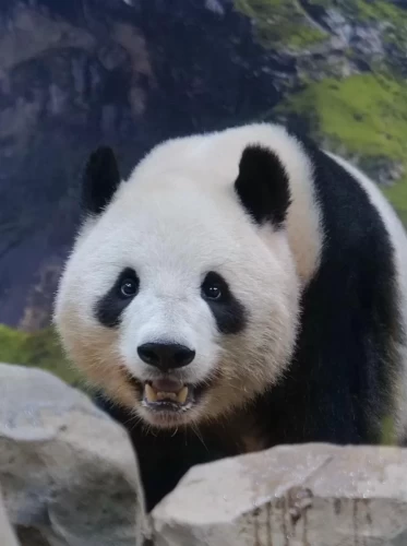 Panda Xiao Xiao 1