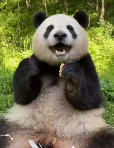 Panda Xiao Xin 1