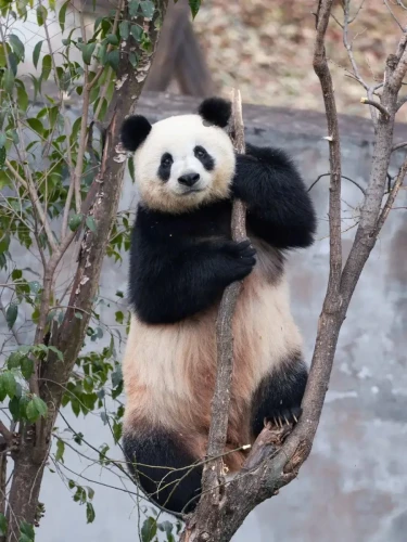 Panda Xiao Xin 21
