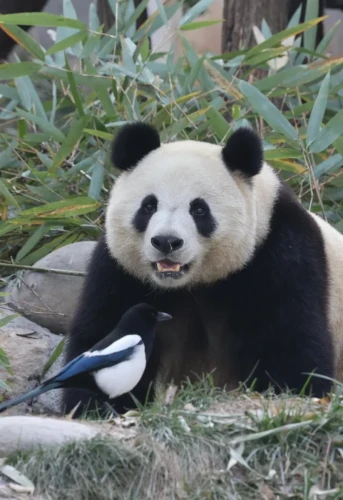 Panda Xiao Xin 22