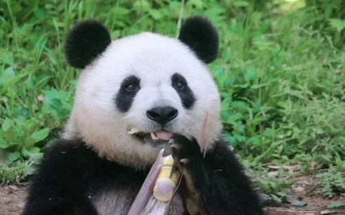 Panda Xiao Xin 23