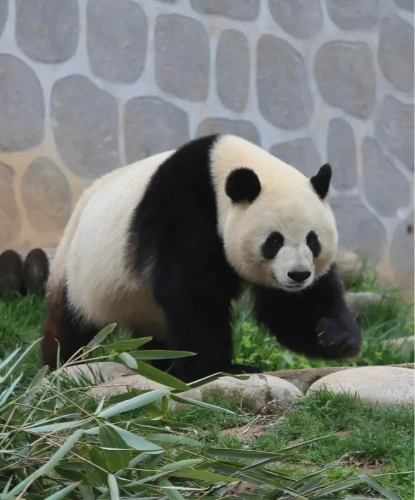 Panda Xiao Xin 24