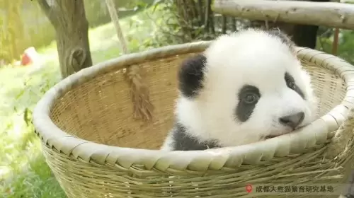 Panda Xiao Xin 7